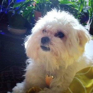 Meet your Posher, Camala